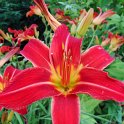 Hemerocallis x 'Catherine Woodbury'